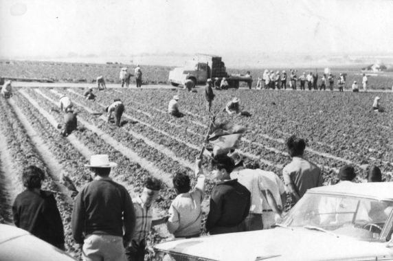(3367) Picket, Field, Salinas, California, 1970 (3367) Picket, Field, Salinas, California, 1970